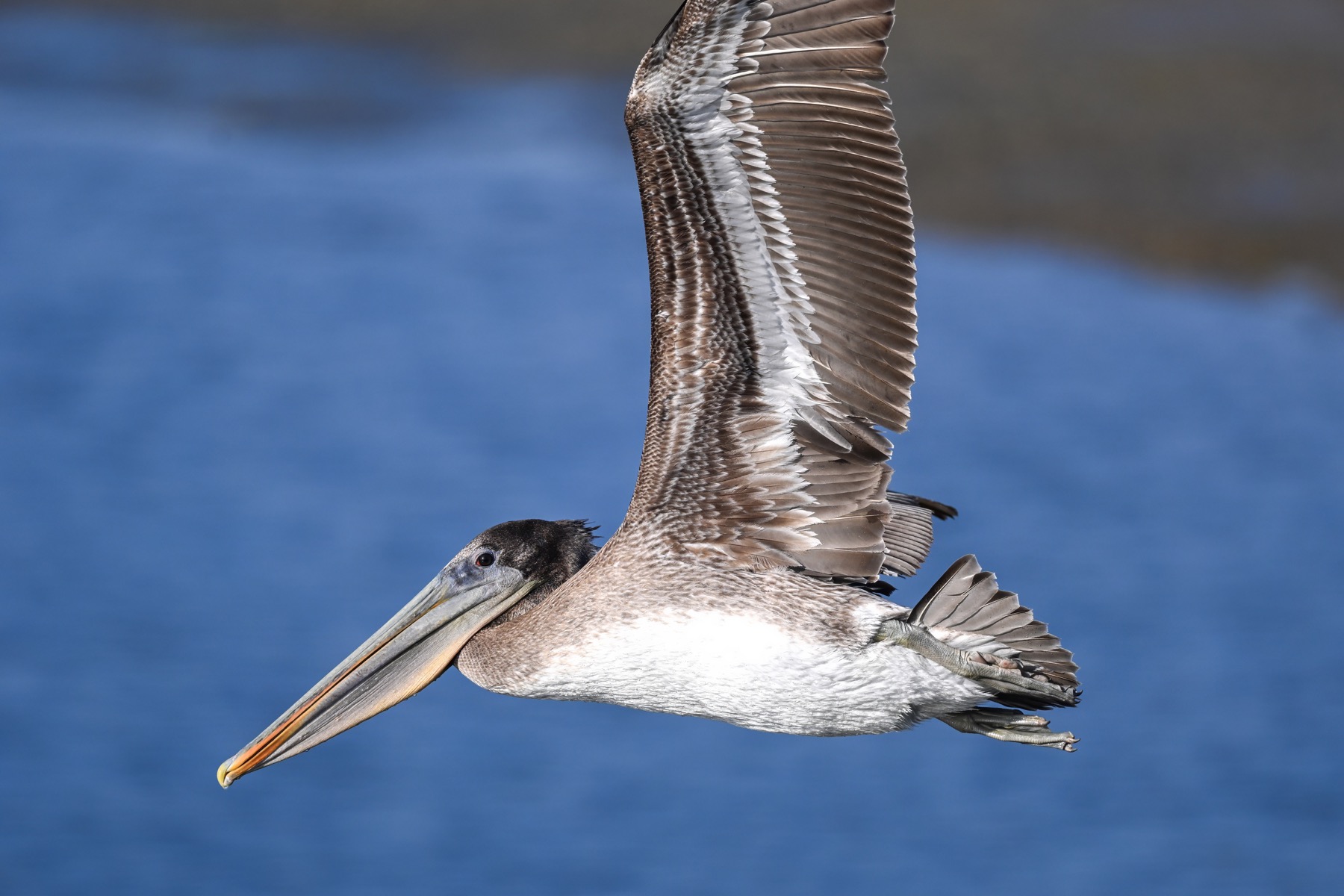 Bird in flight