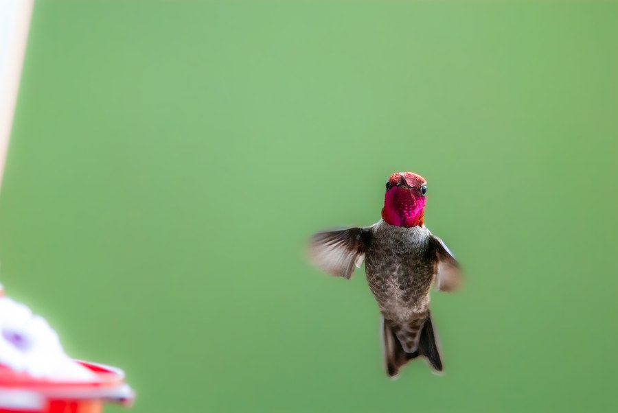 Hummingbird hovering